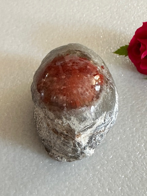 Red Horn Coral--Polished End