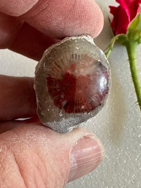 Red Horn Coral--Polished End