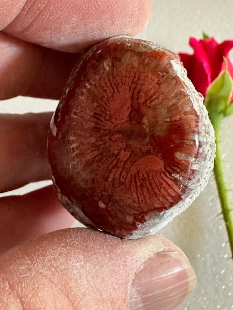 Red Horn Coral- Polished