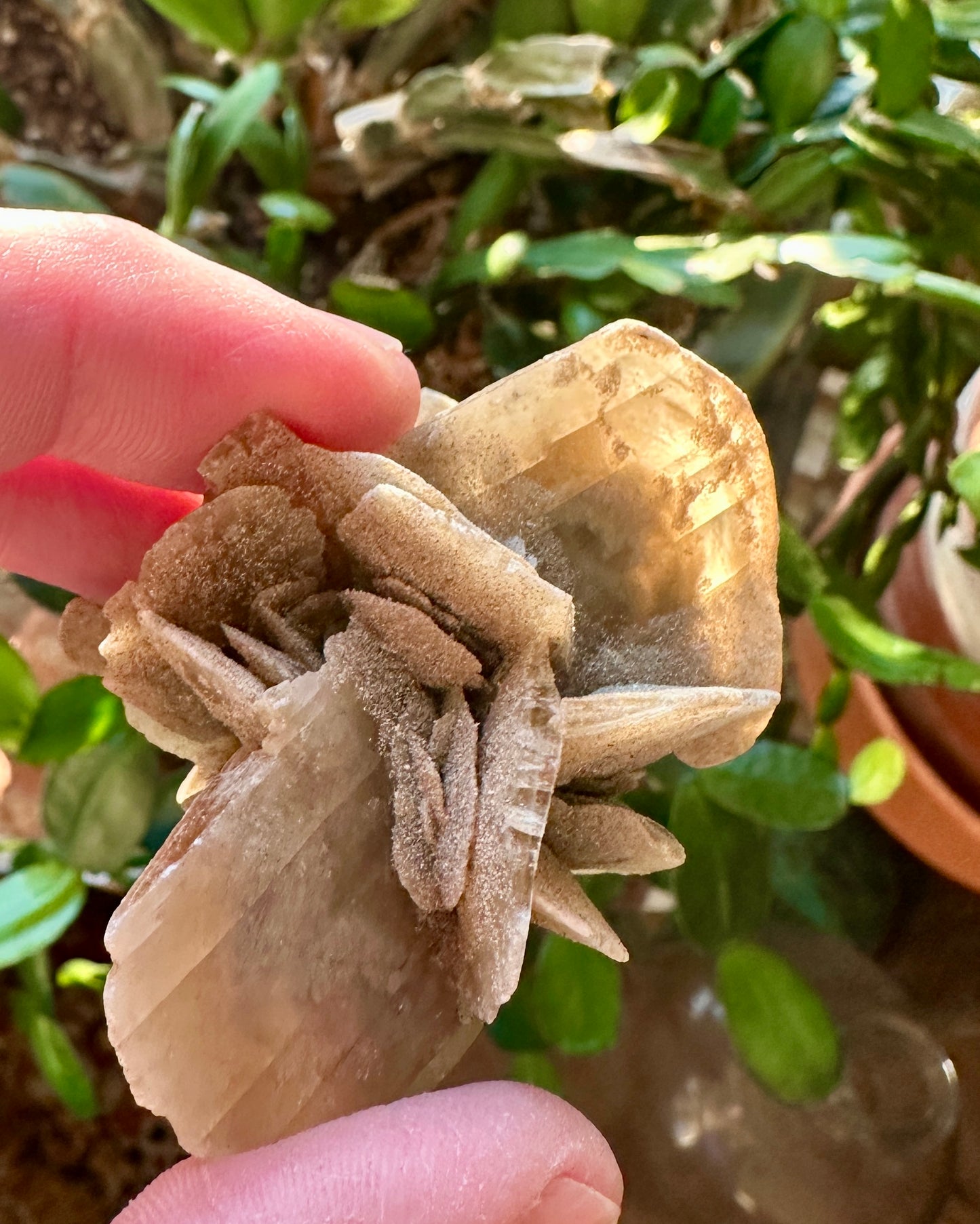 Gypsum var: Selenite