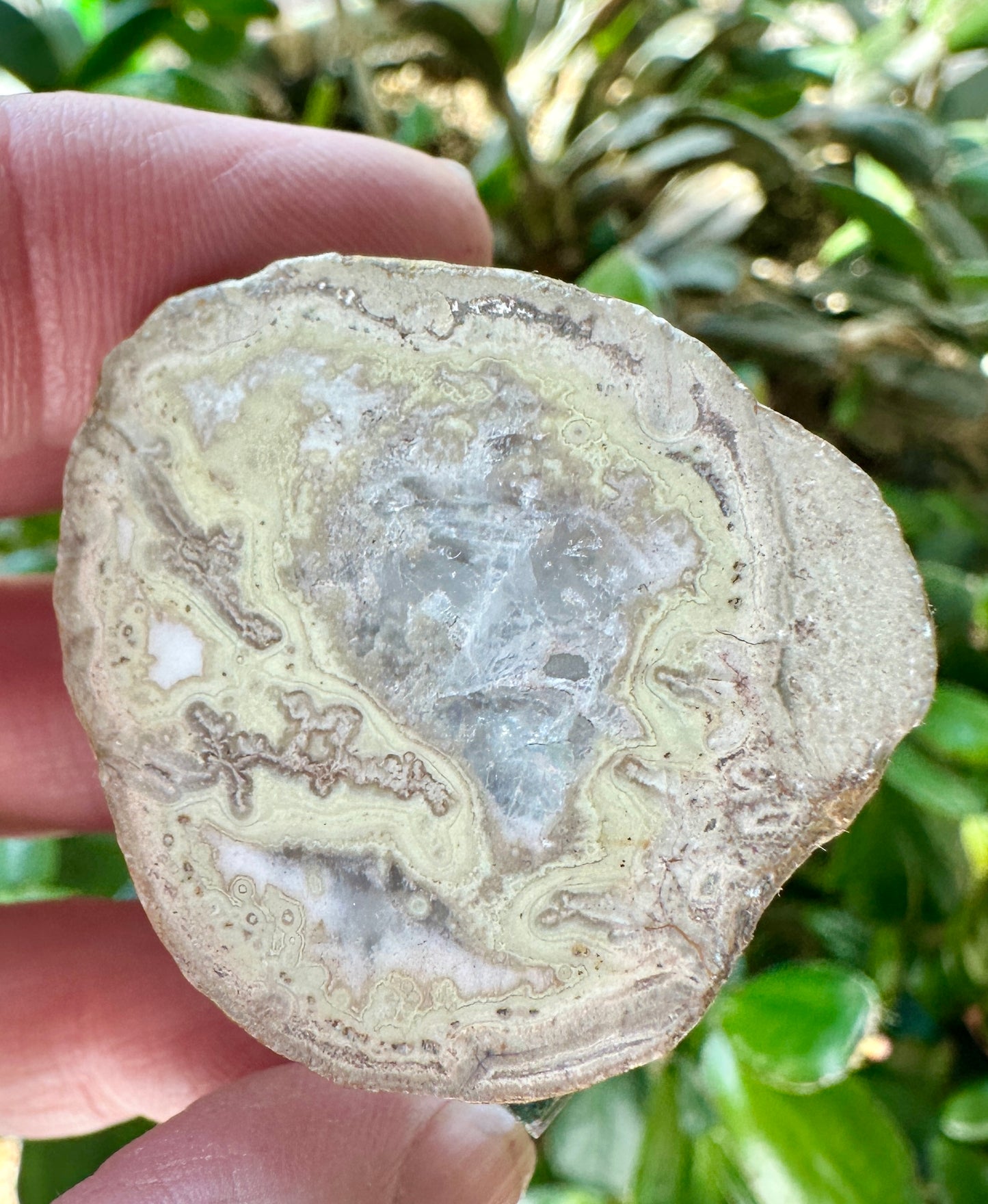 Crandallite & Wardite