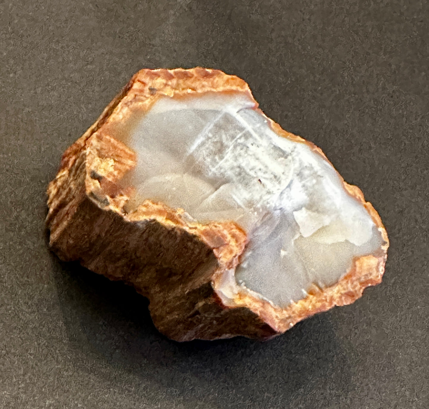 Petrified Wood Round