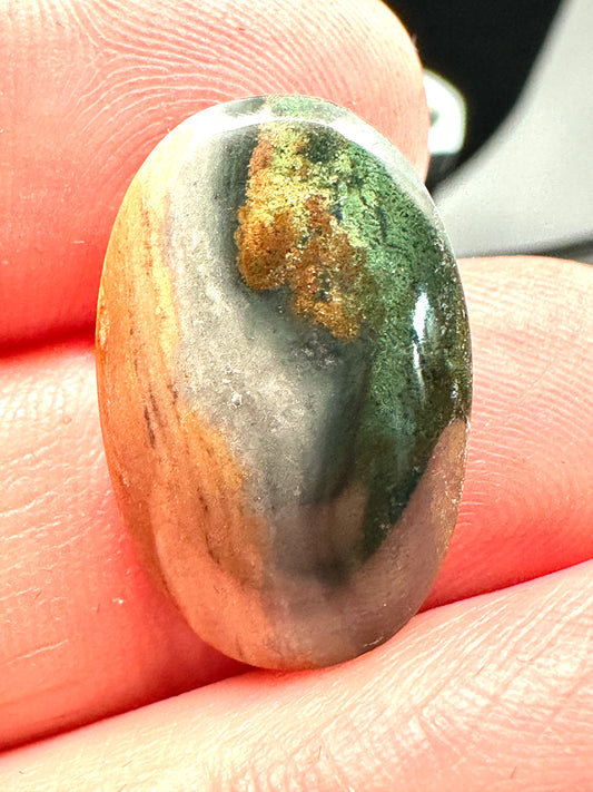 Petrified Wood