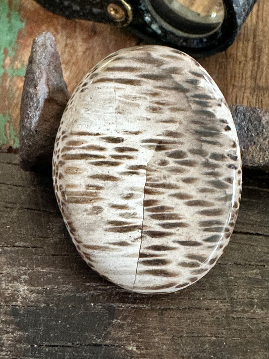 Petrified Palm Wood cabochon