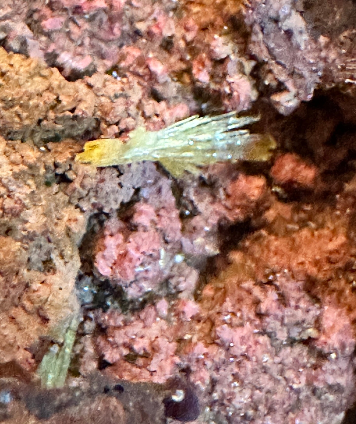 Legrandite in Gossan Matrix