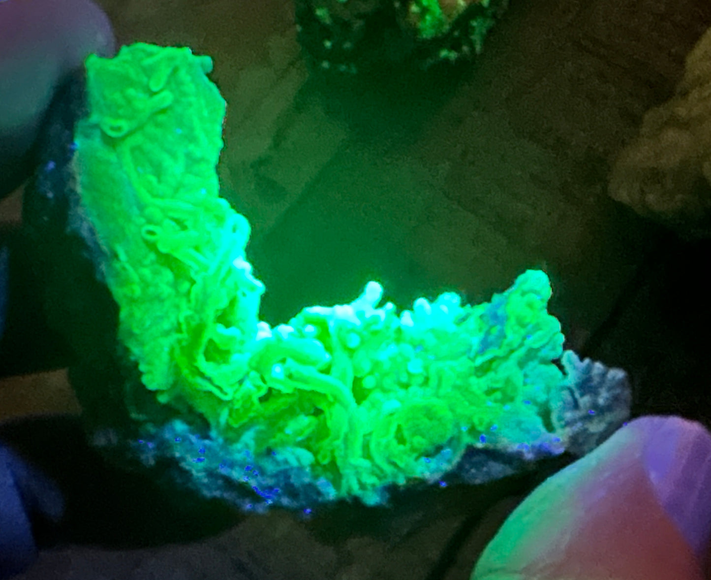 Chalcedony "worms" ~Hyalite.