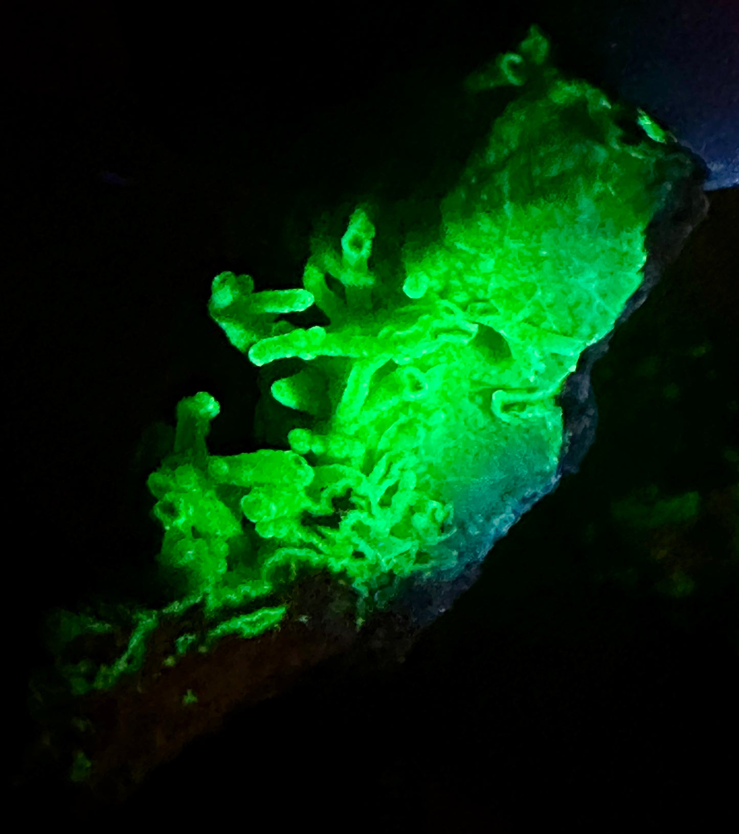 Chalcedony "worms" ~Hyalite.