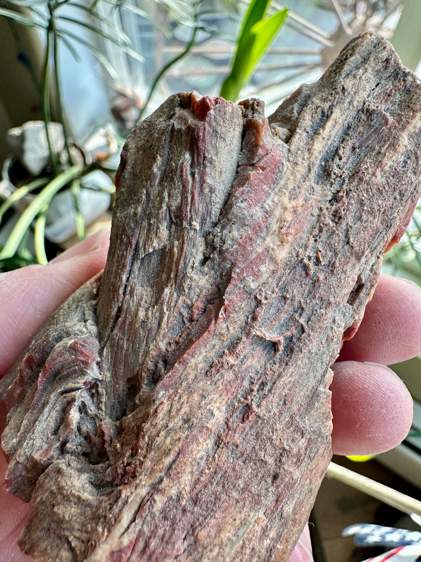 Petrified Wood with Branch