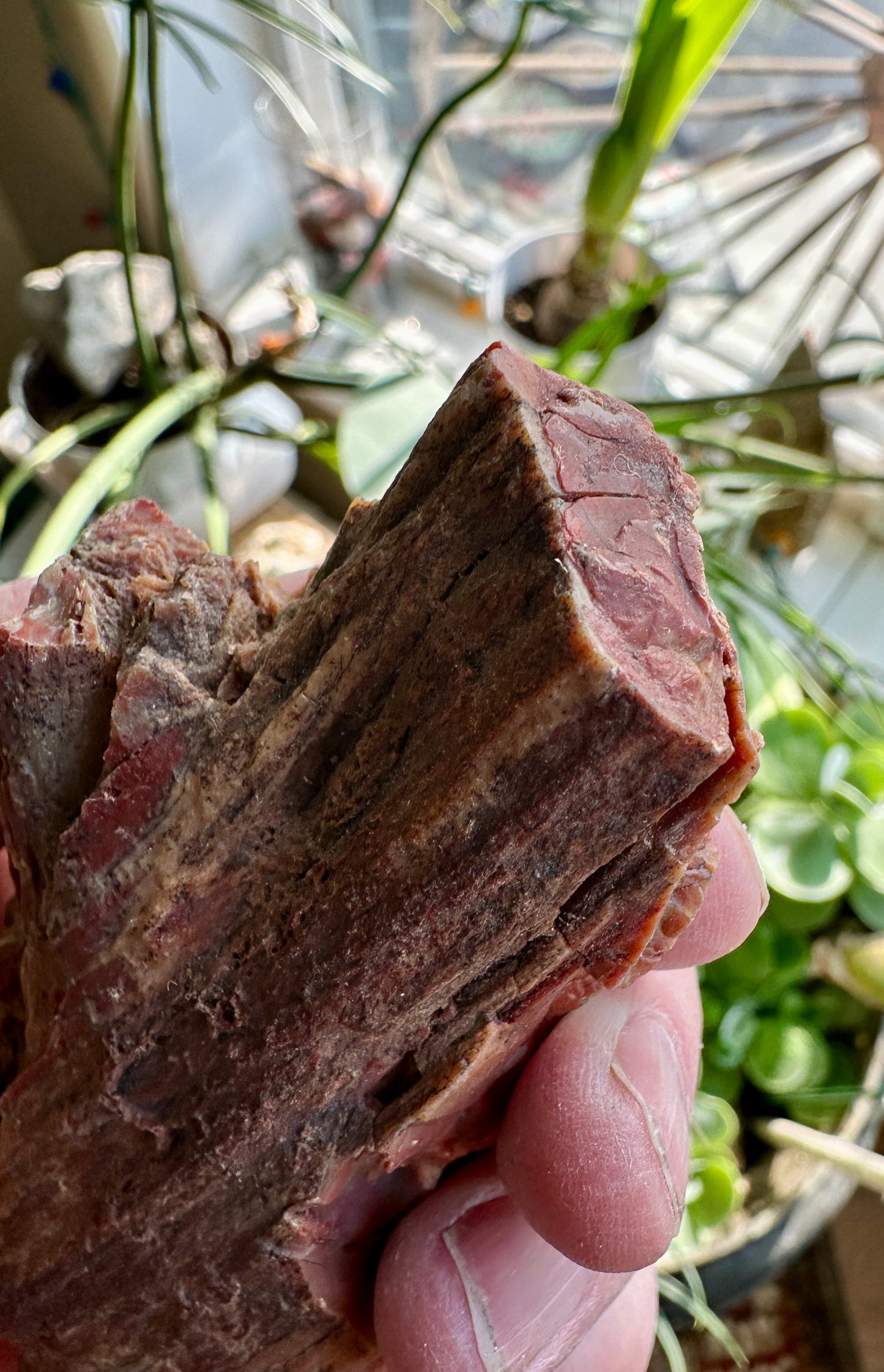 Petrified Wood with Branch