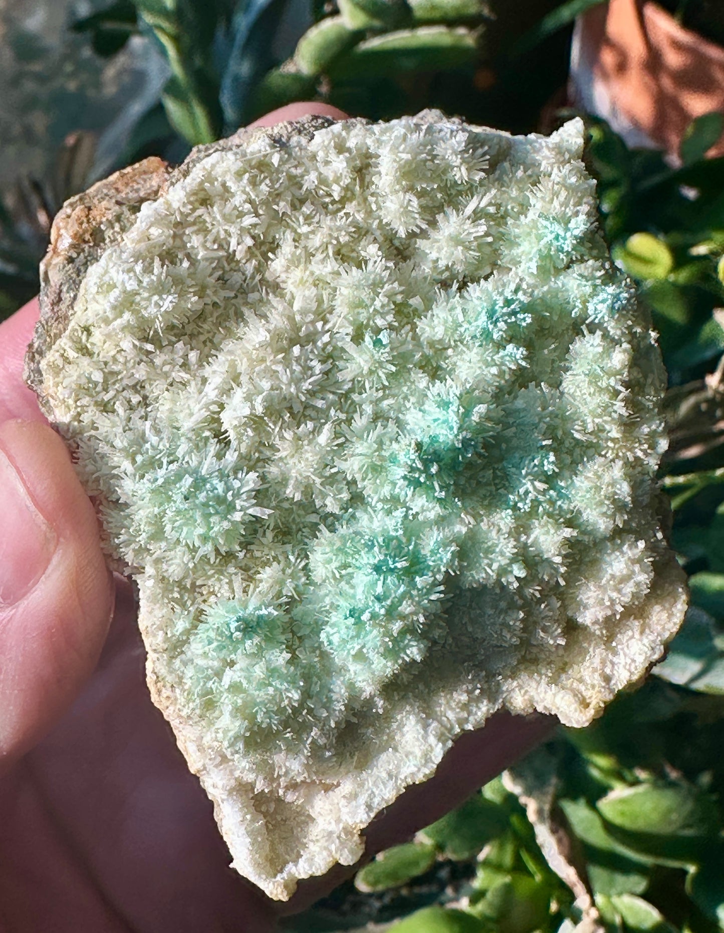 Chalcanthite in Aragonite