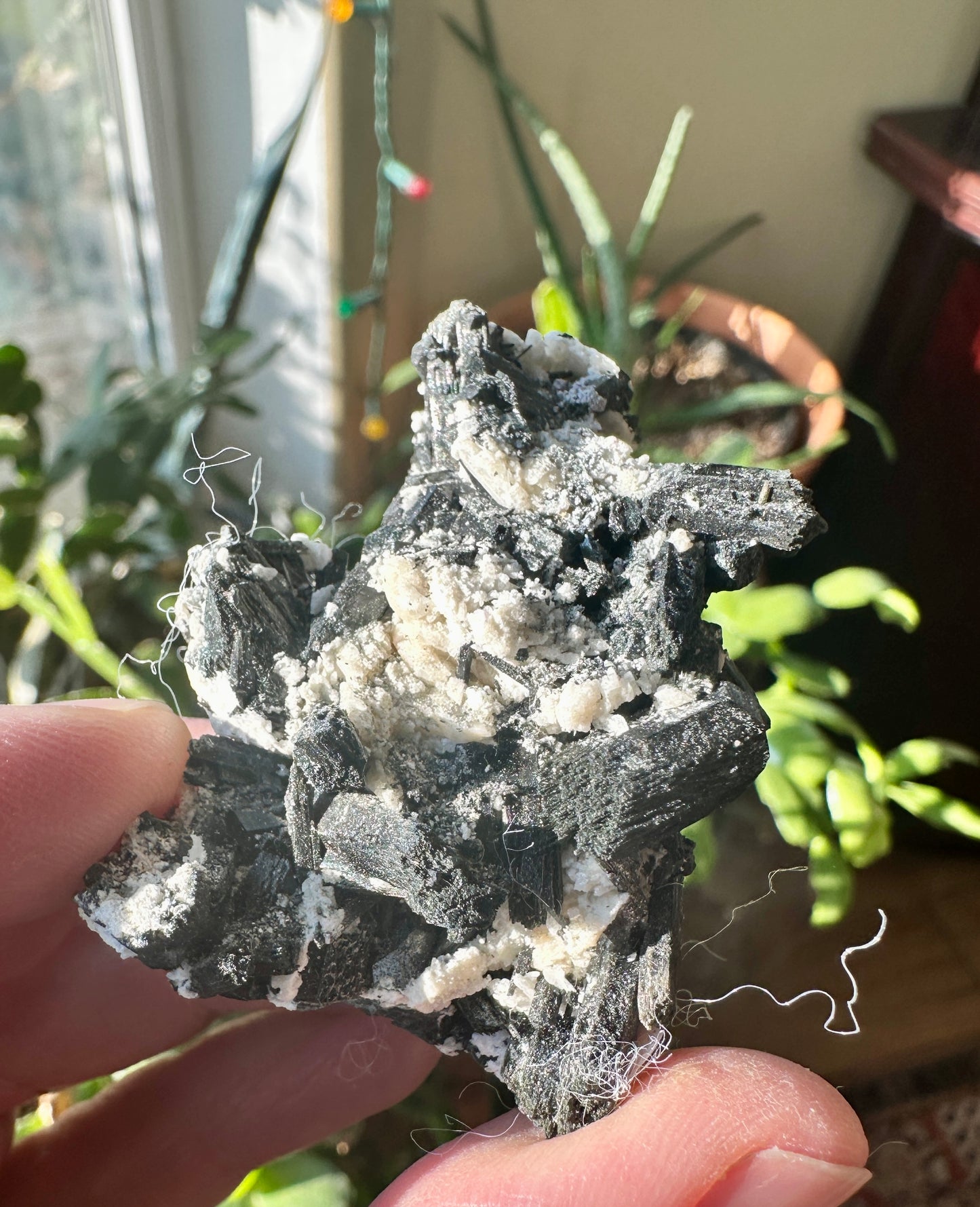 Black Wulfenite crystals