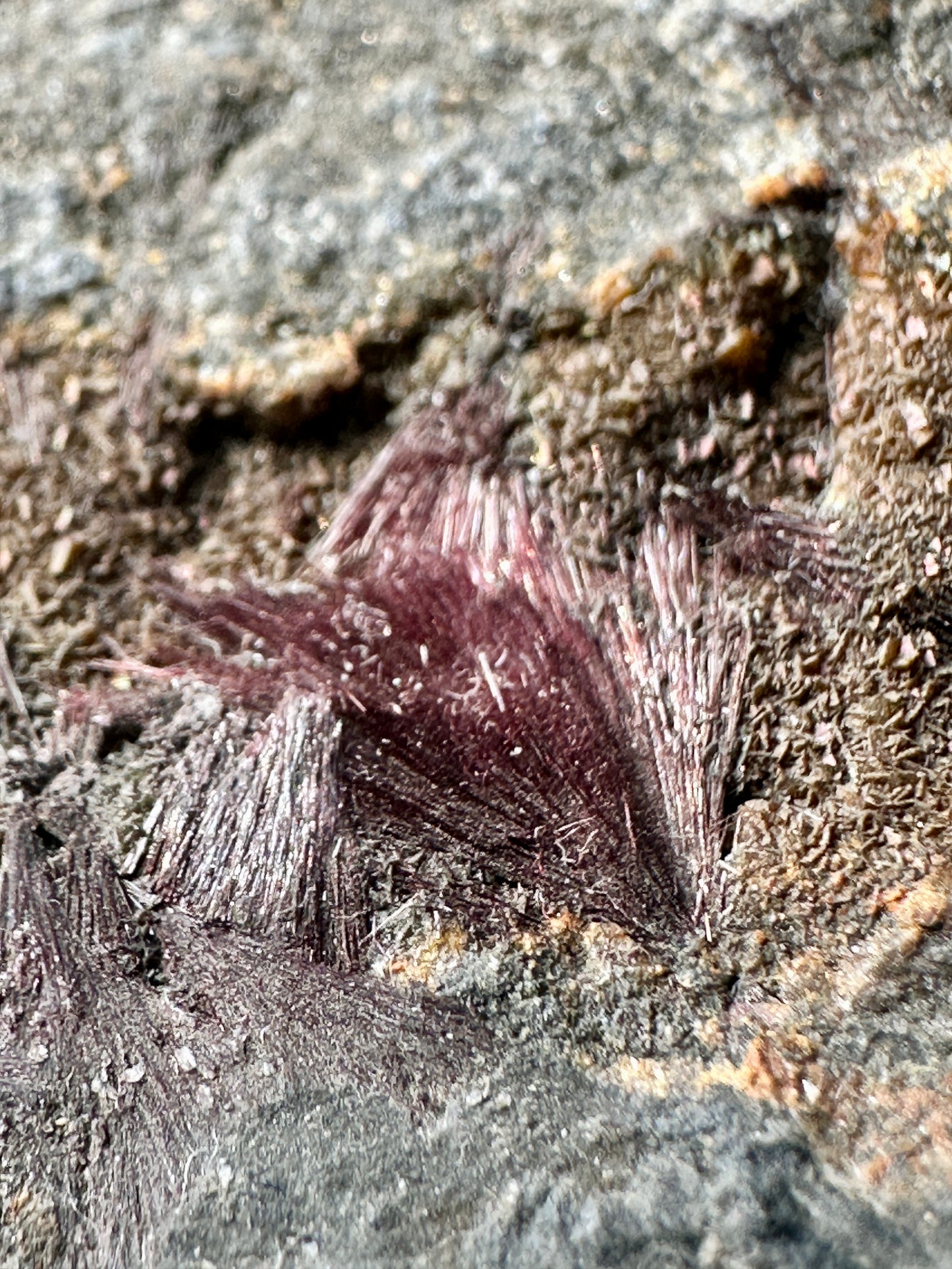 Kermesite on matrix
