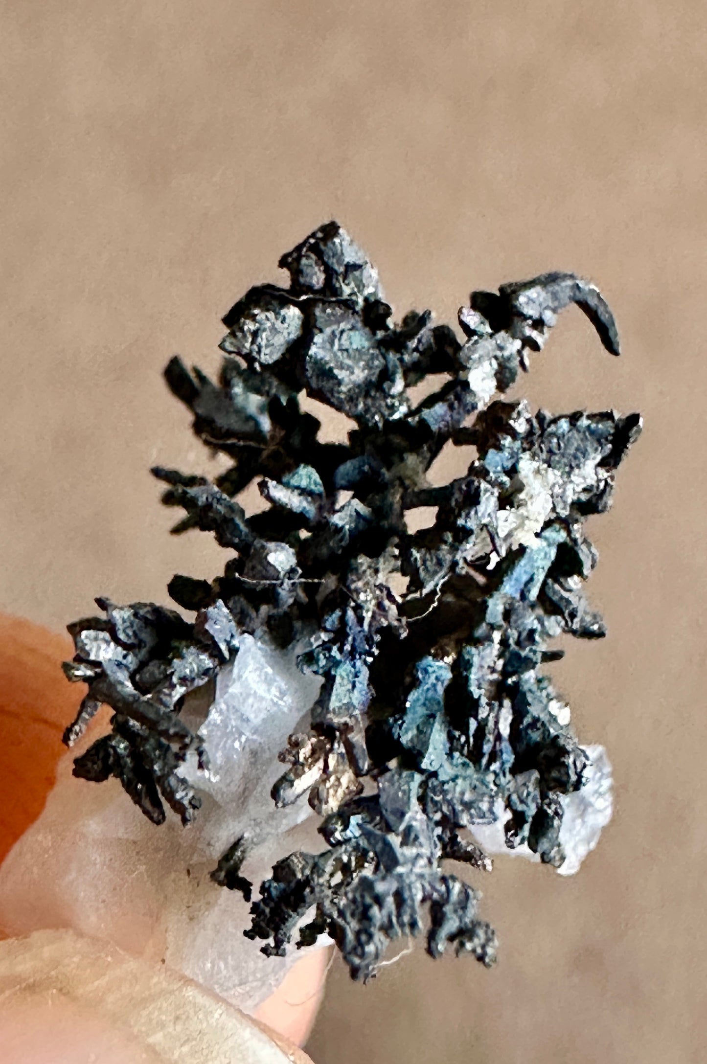 Arborescent Native Silver