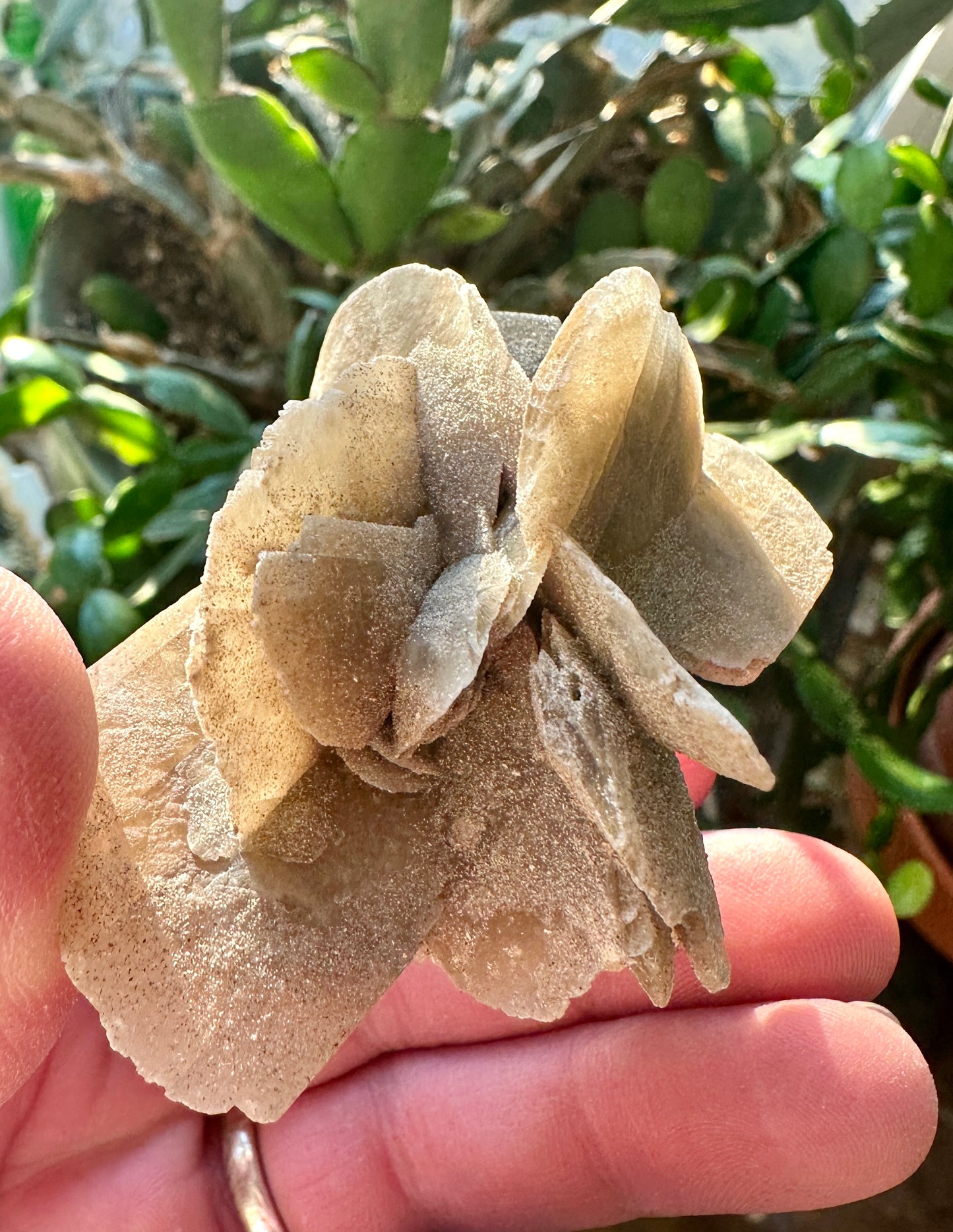 Gypsum var: Selenite