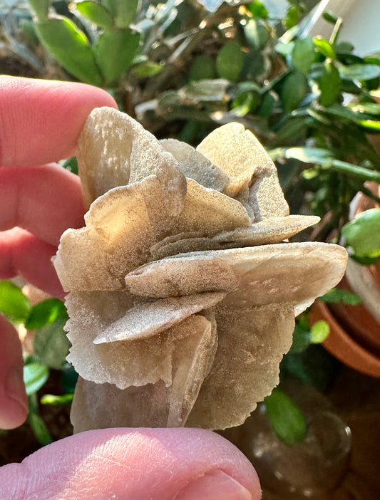 Gypsum var: Selenite