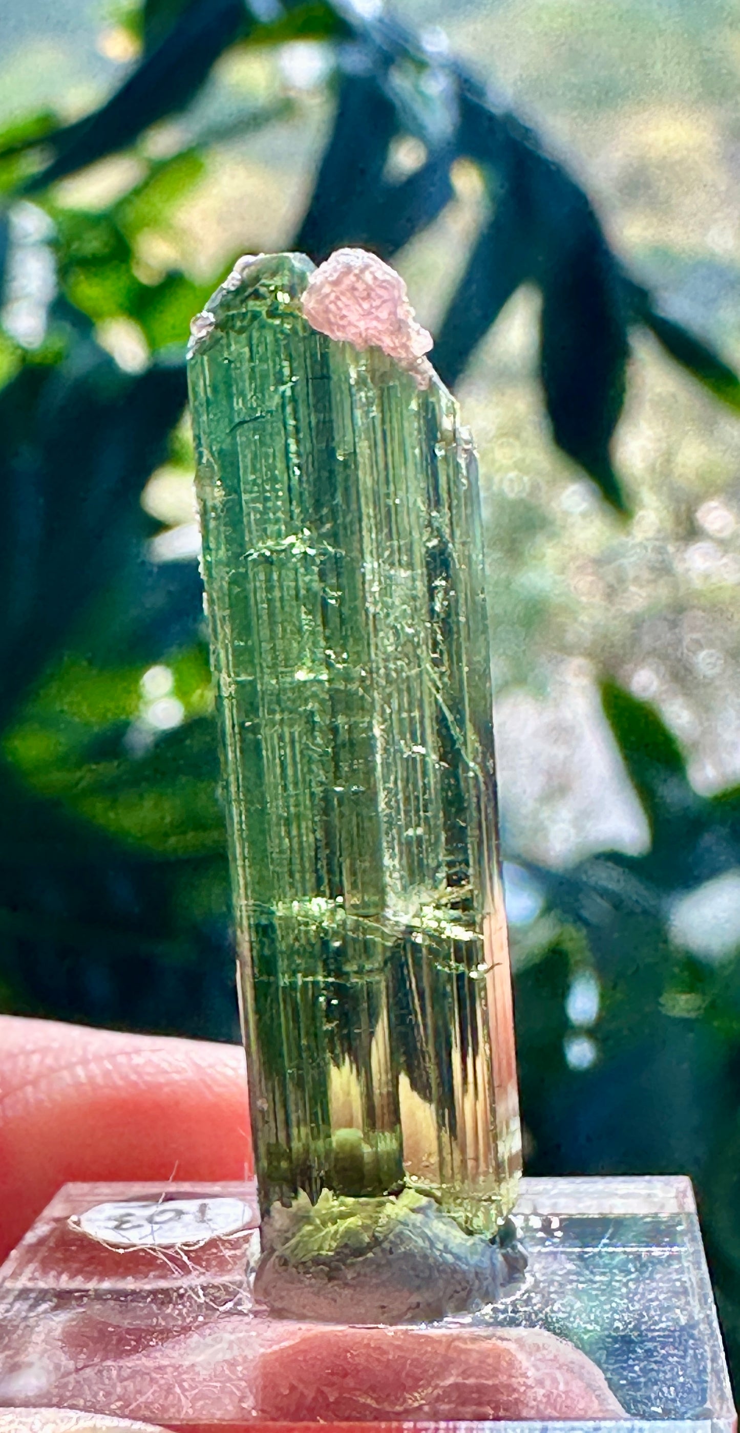 Tourmaline w/ Lepidolite