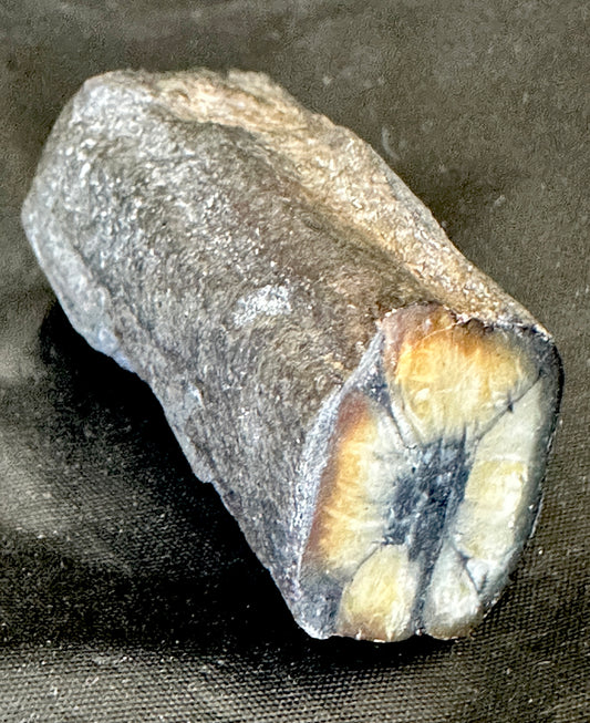 Andalusite var: Chiastolite