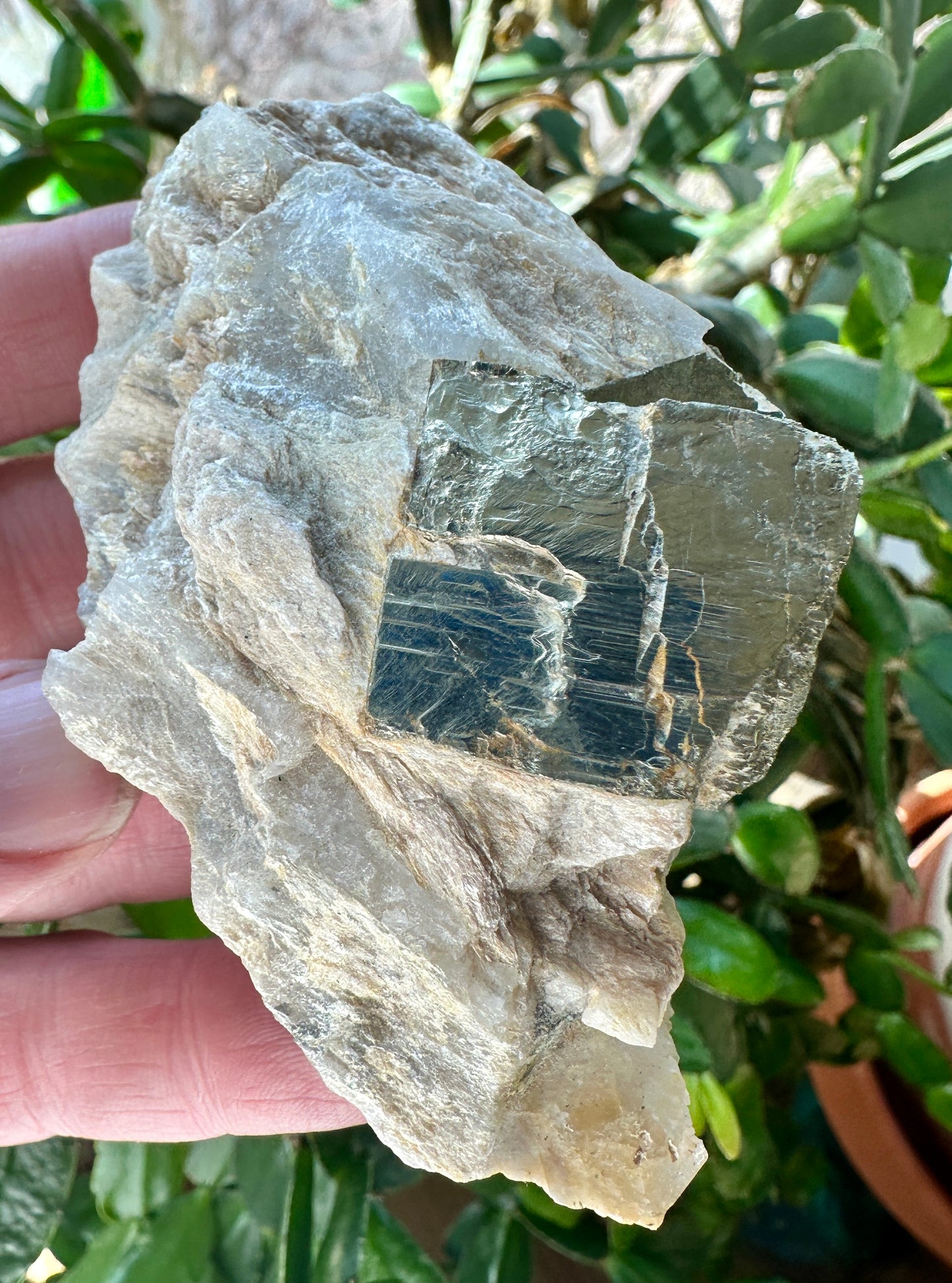 Pyrite in quartz
