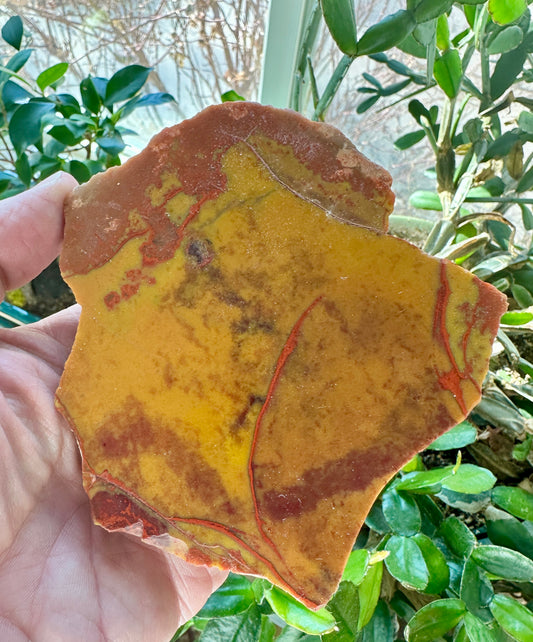 Mustard & Ketchup Jasper