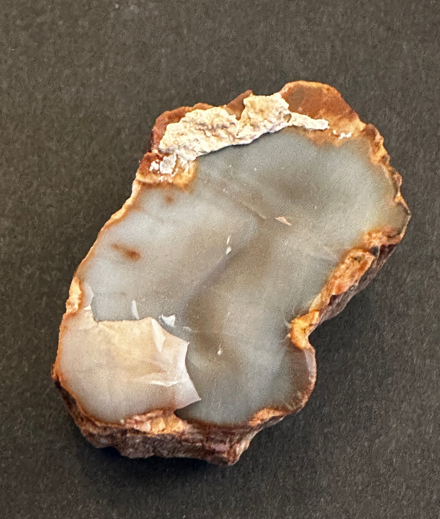 Petrified Wood Round