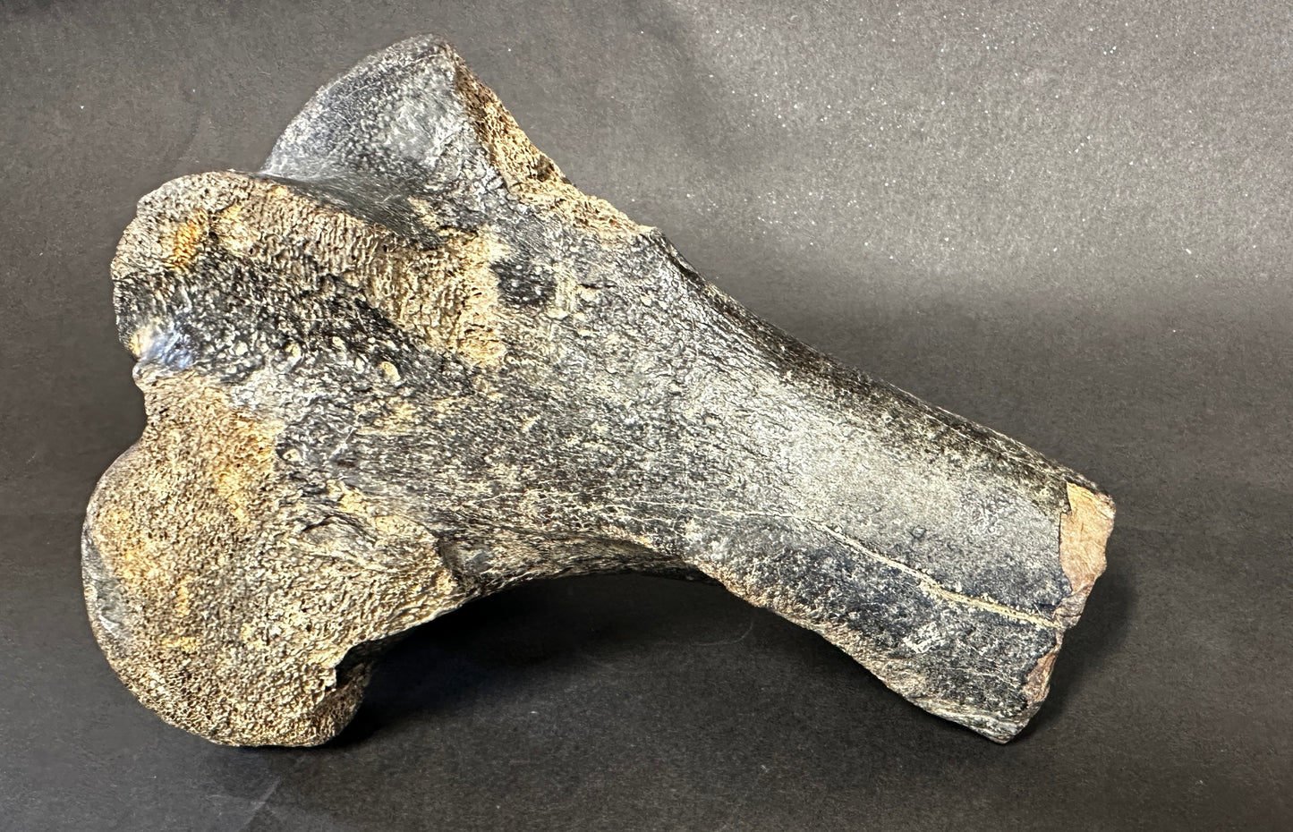 Fossil Bison Knee Knuckle