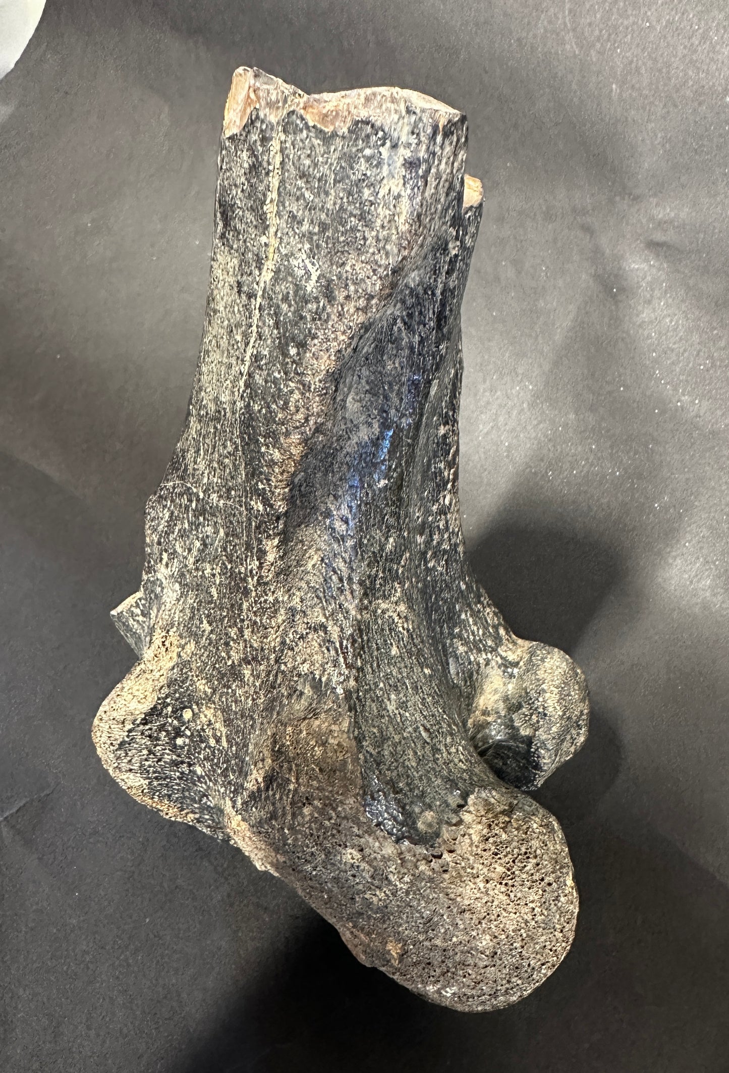 Fossil Bison Knee Knuckle