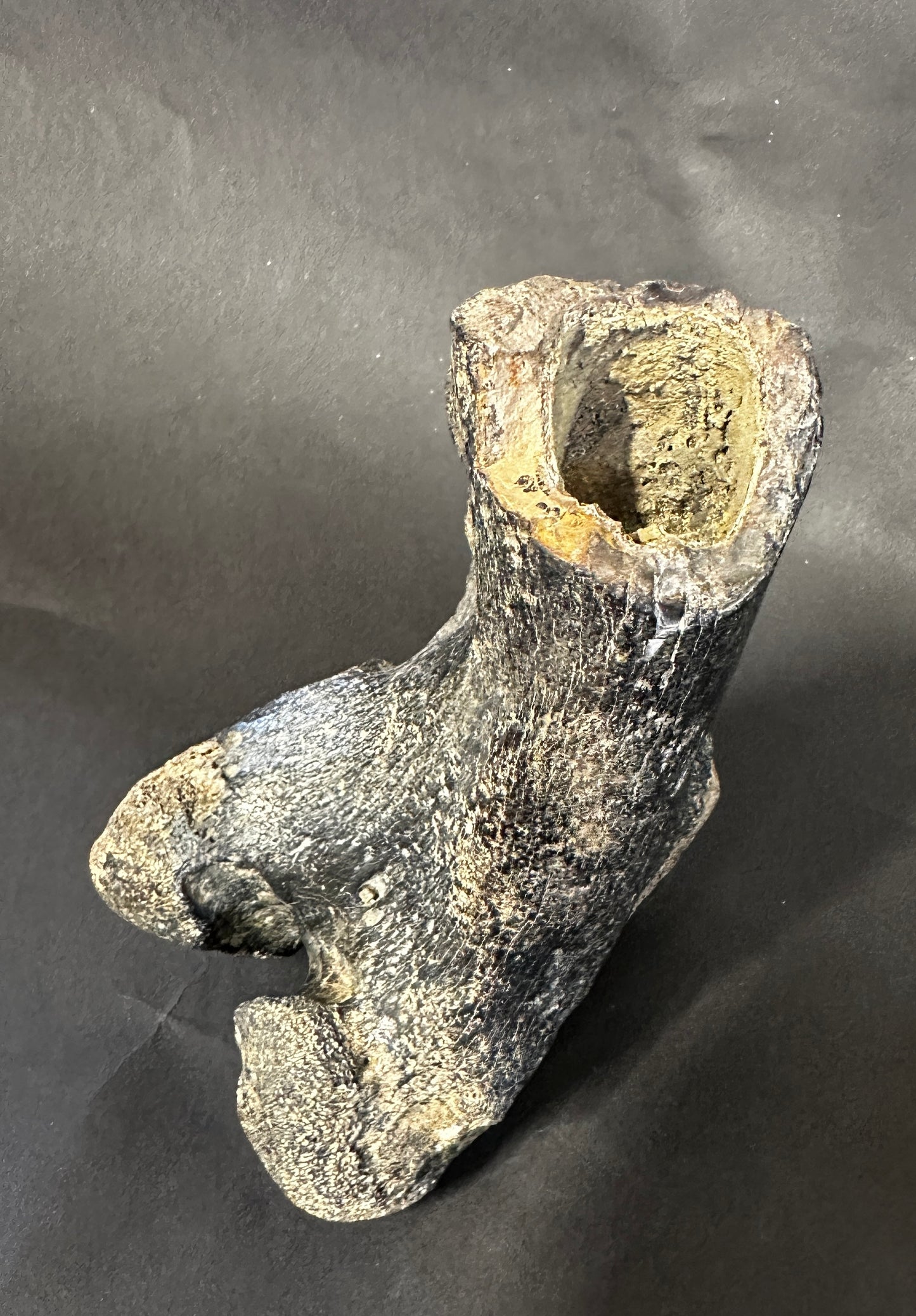 Fossil Bison Knee Knuckle