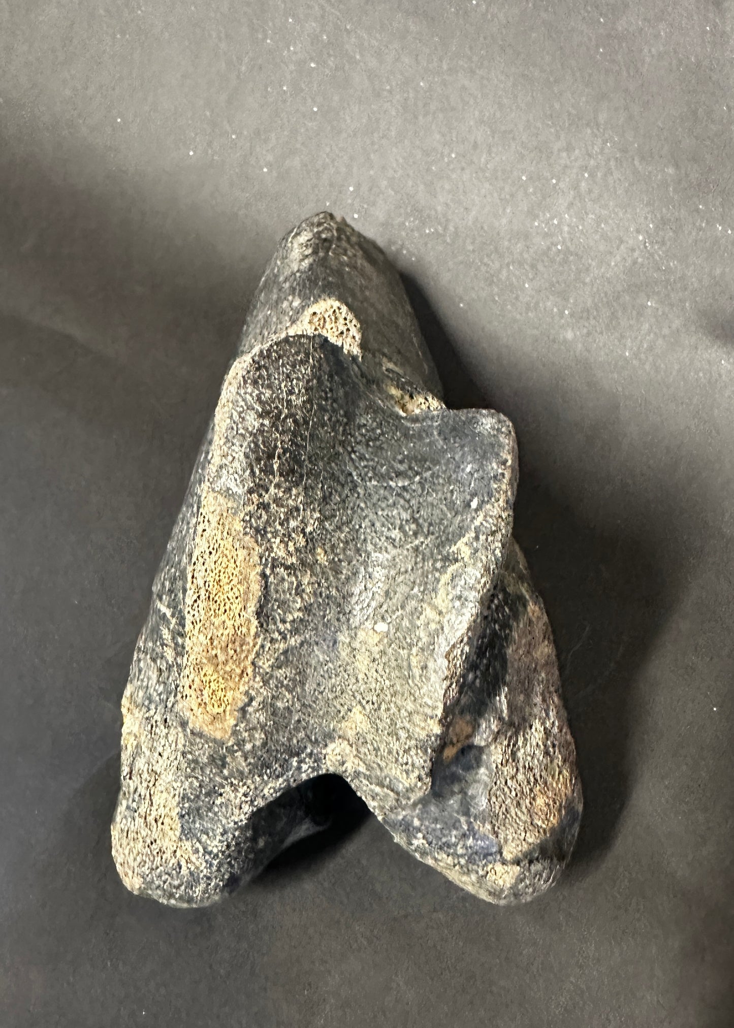 Fossil Bison Knee Knuckle