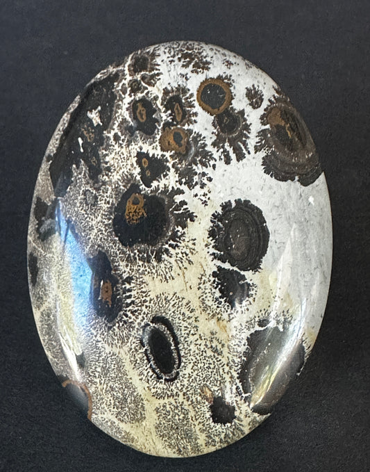 Stromatolite-Flower stone