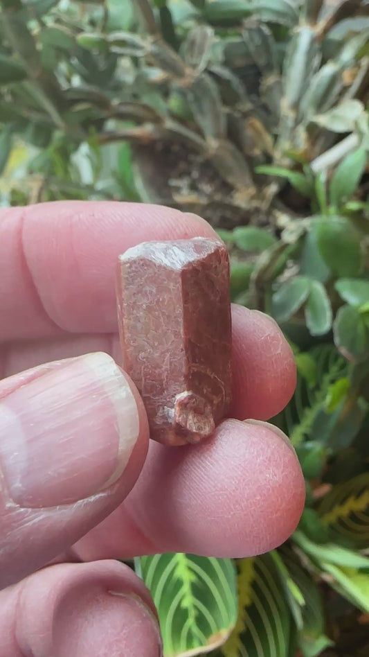Willemite var: Troostite