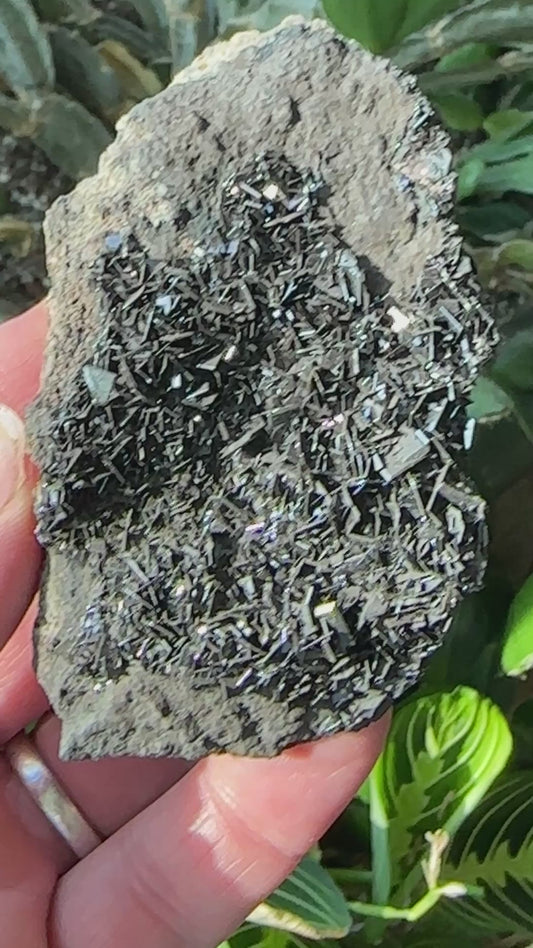 Black Wulfenite